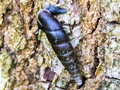 Cochlodina laminata